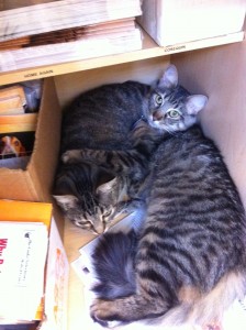 Kitties find snuggle time!